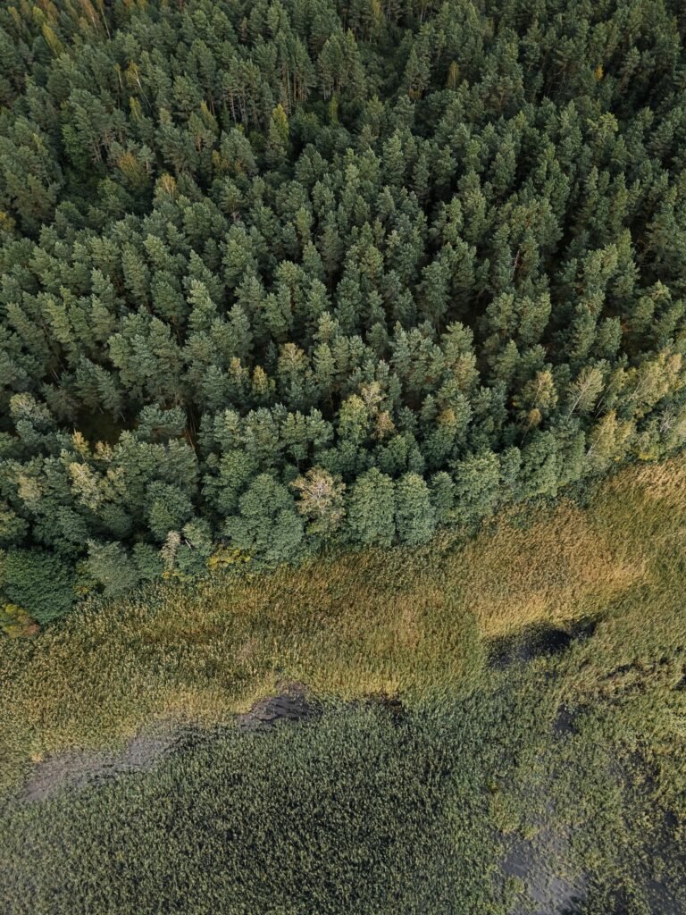 Aerial shot of dense forest and wetland in Latvia, showcasing natural greenery.